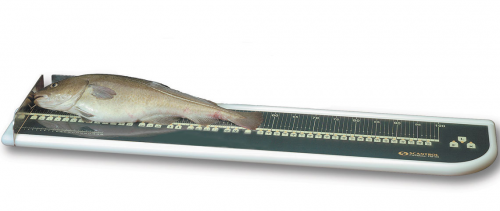 鱼类生物学电子测量系统